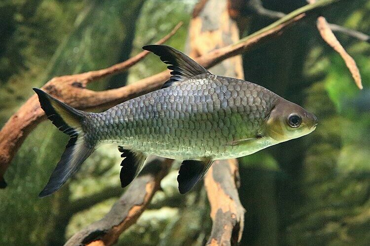 Imagem do Peixe Bala
